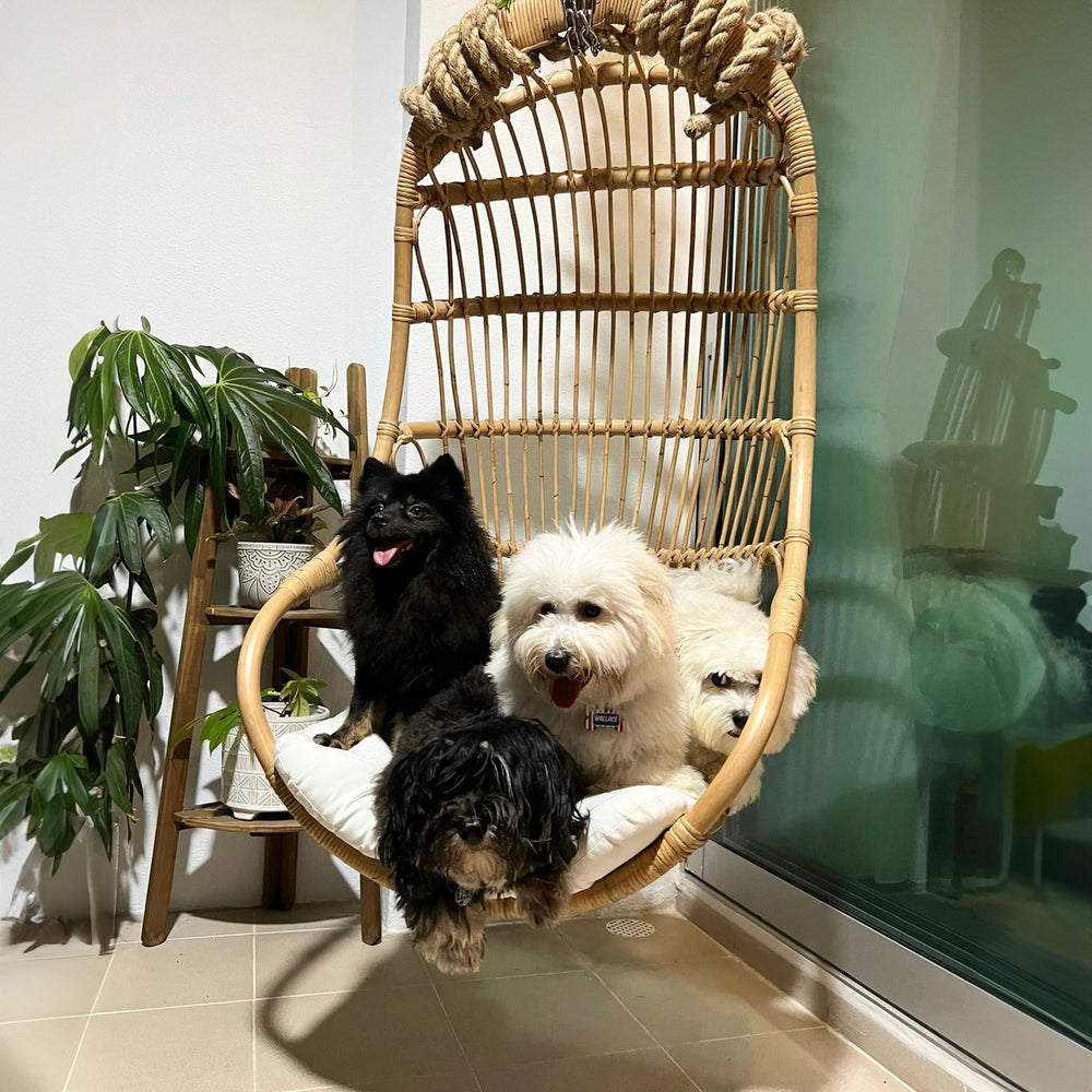 Rattan Swing Chair | Nest Hanging Chair | Brown | Dogs on Chair |  MOMIJI